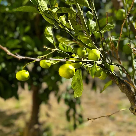 Noa Natura * Pobegi